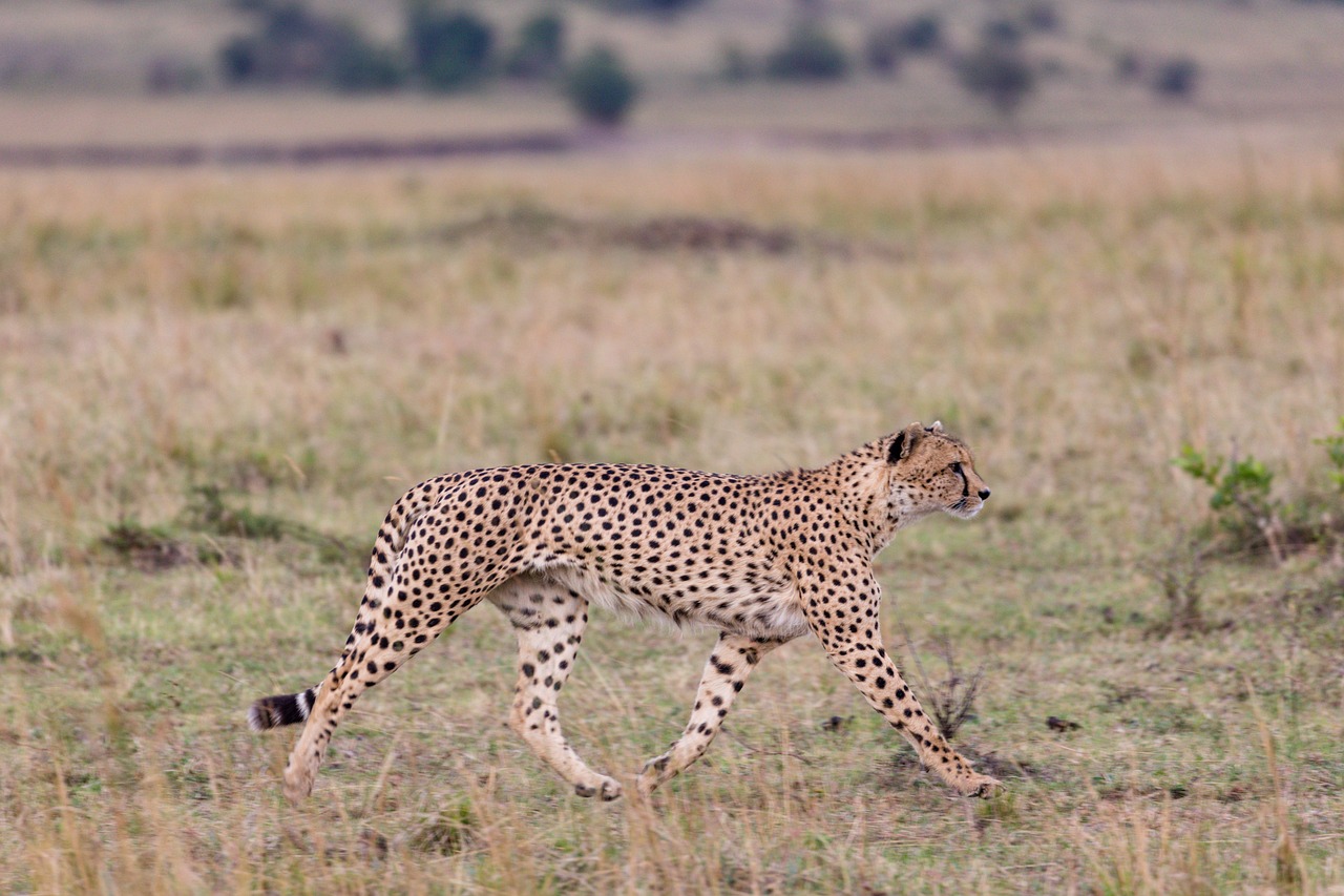 One more cheetah released into wild in MP's Kuno National Park; count reaches 7