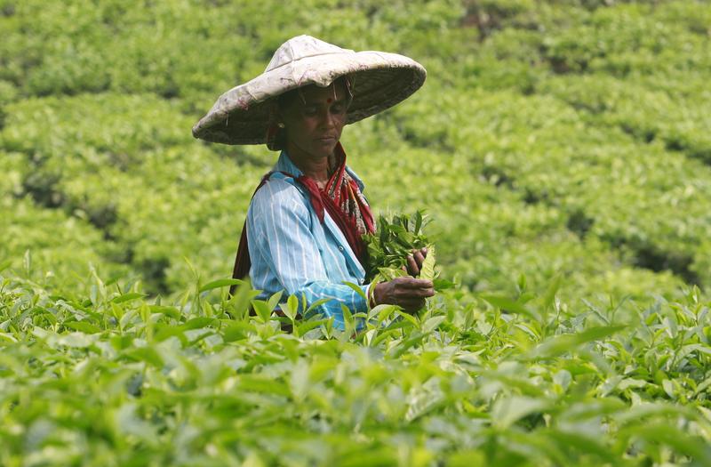 Small tea growers who contributed 50% of total tea production in 2020-21 lack registration: CAG