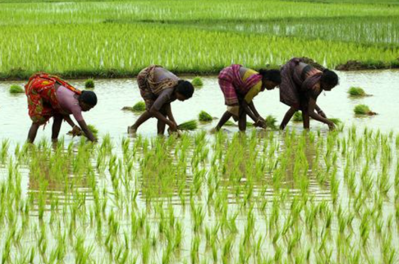 India to cut floor price for basmati rice exports - sources