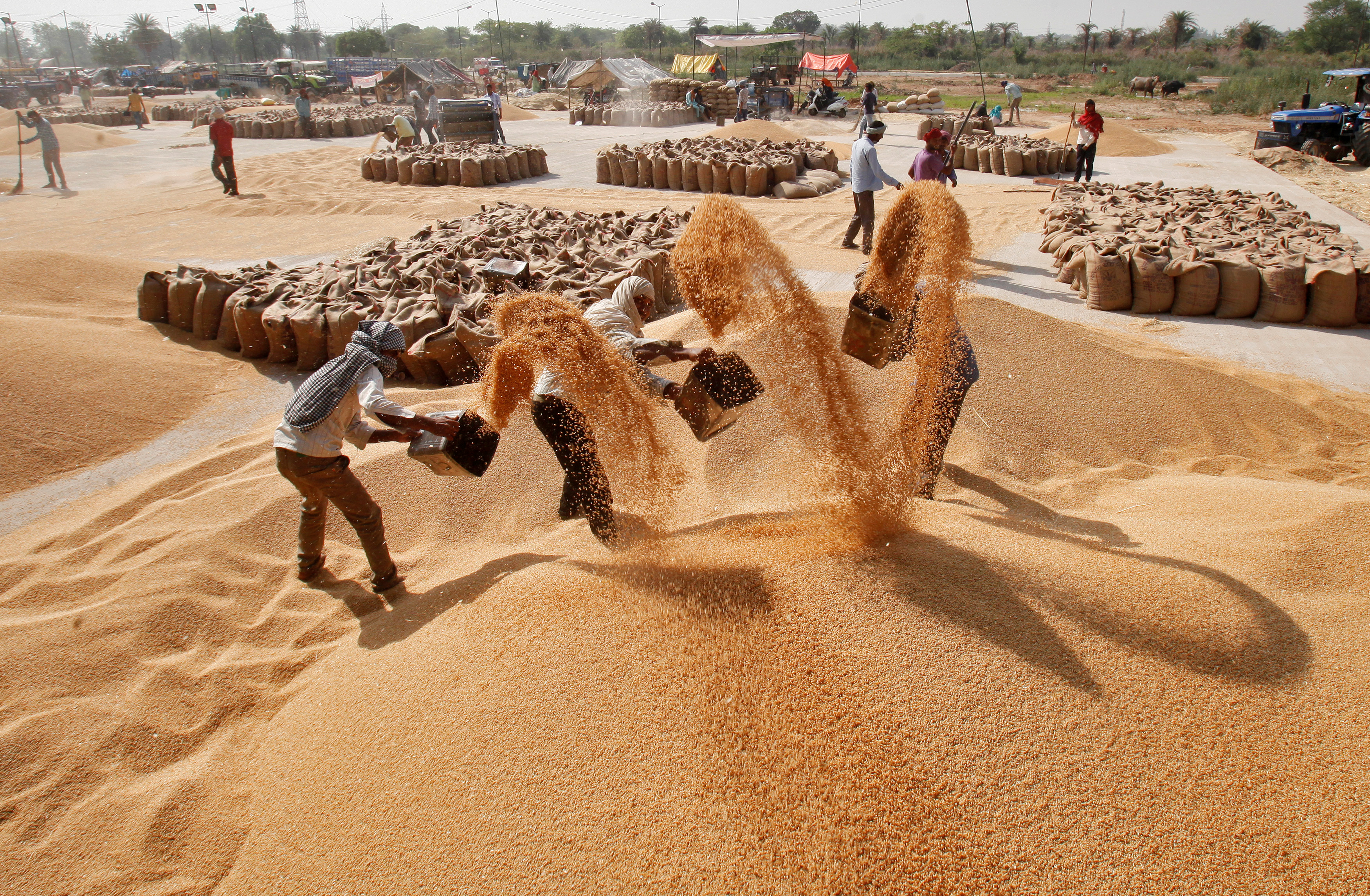 FCI sells 1.89 lakh tonne wheat, 5,000 tonne rice in 15th weekly e-auction under OMSS