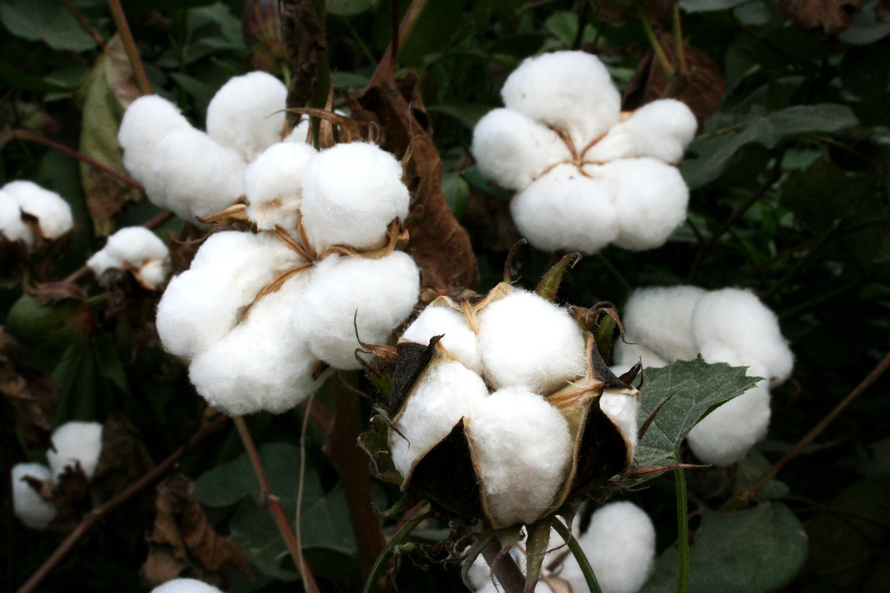 Government working to boost cotton yields, pilot project launched: Official 