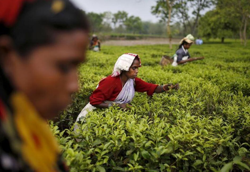 Assam tea worth Rs 2,300 crore sold at Guwahati Tea Auction Centre in FY 2023-24