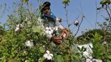 Cash crunch puts brake on India's cotton exports; rivals to gain