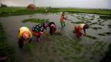 Asia Rice: India rates dip as rupee flounders; markets eye Philippine boost