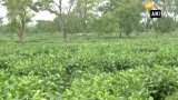 Small tea growers want good price for their work in West Bengal&#039;s Siliguri