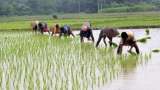 PMFBY scheme: Crop insurance premium may change in Pradhan Mantri Fasal Bima Yojana 2.0