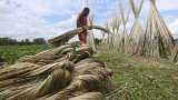 Gloster, Cheviot Company and Ludlow Jute in focus as government curbs stock limit of raw jute