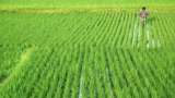 Commodities Live: Cabinet Approves Increasing MSP Of Kharif Crops For The Year 2022-23