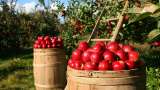 Natural farming spreads roots in world's highest village in Himachal Pradesh