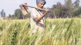 Commodities Live: Agriculture Ministry Expects Record Output In Fourth Advance Estimate For Major Crops