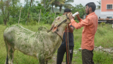 Lumpy Skin disease: Over 67,000 cattle dead - how it spreads, symptoms, treatment and vaccine 