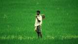 Government allows 5 private firms for cluster farming in 50,000 hectares with Rs 750 crore investment