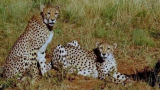 Second cheetah dies at MP's Kuno, cause yet to be identified