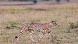 One more cheetah released into wild in MP's Kuno National Park; count reaches 7