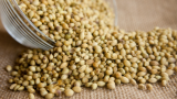 Coriander futures rise on higher demand today