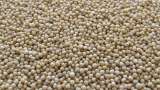 Guar seed futures decline amid ample supplies 