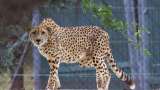  SC concerned over rising cheetah deaths, says it does not present good picture