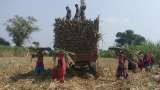 Sugar mills pay nearly Rs 1.04 lakh crore to cane farmers so far in 2022-23 season; cane arrears at Rs 9,499 crore