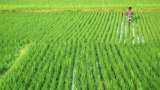 Sowing of Kharif crops so far in 2023 has been somewhat higher in India, according to the Agriculture Ministry