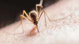 Dengue Cases in Delhi: Cases climb to 243, 121 in July