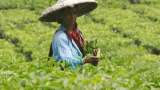 Startup plans to promote tea cultivation as alternative to poppy farming in Manipur