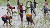 Basmati rice growers face losses as floor price dents exports