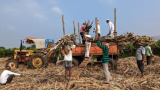 India braces for 8% sugar output dip as cane crop suffers- trade body