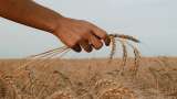 Government sells 2.84 lakh tonnes of wheat, 5,830 tonnes of rice from buffer stock to check retail prices