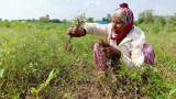 Crops on 1 lakh hectares damaged by unseasonal rains in Maharashtra: Initial assessment