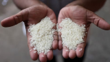 Government closely monitors rice situation in domestic, and international markets on weekly basis